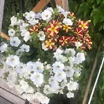 Babsi Appartments - Leben Am Land * Wels