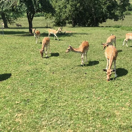 Babsi Appartments - Leben Am Land