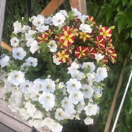 Babsi Appartments - Leben Am Land * וולס