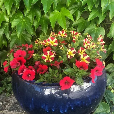 Babsi Appartments - Leben Am Land * וולס