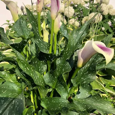 דירה Babsi Appartments - Leben Am Land וולס