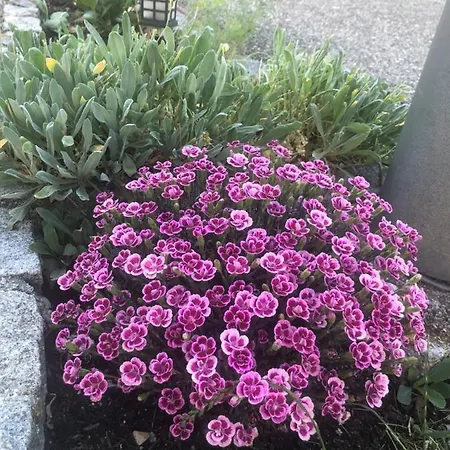 아파트 Babsi Appartments - Leben Am Land 벨스