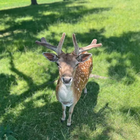 דירה Babsi Appartments - Leben Am Land *