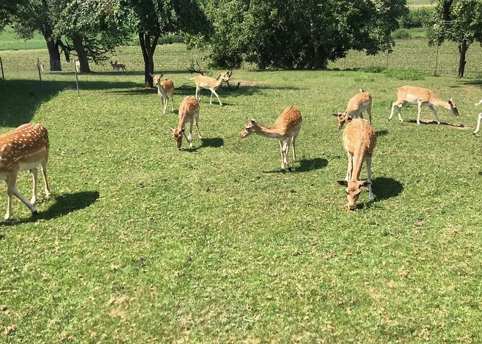 Babsi Appartments - Leben Am Land