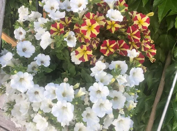 Babsi Appartments - Leben Am Land * Wels