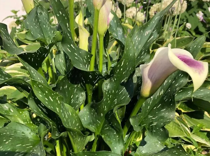 Lejlighed Babsi Appartments - Leben Am Land Wels