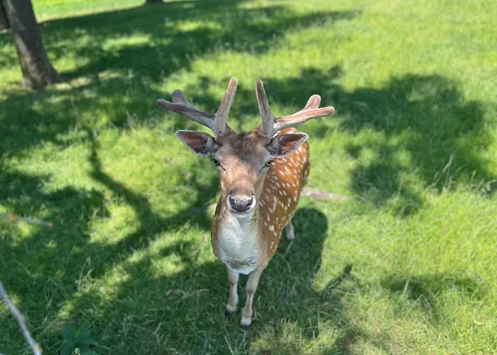 Lejlighed Babsi Appartments - Leben Am Land *