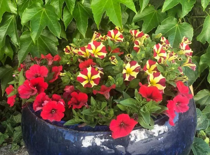 Babsi Appartments - Leben Am Land * Wels